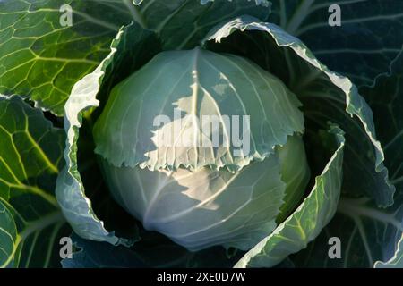 Frischkohl-Nahaufnahme. Im Garten wächst grünes Gemüse. Stockfoto