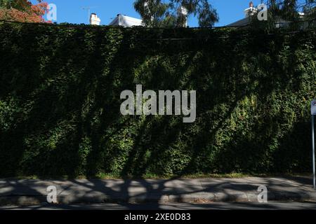 Eine tiefgrüne, mit Efeu bedeckte Wand, die an sonnigem Tag mit einem Schatten von Bäumen bedeckt ist, blauer Himmel, einige Dächer, Schornsteine, Äste, geht, in Paddington Sydney Stockfoto