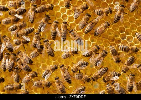 Bewegungsunscharfe Bienen, die mit Honig auf einem Rahmen mit Wabenmuster arbeiten Stockfoto