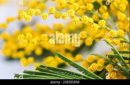 Mimosazweige auf weißem Hintergrund. Federkonzept Stockfoto