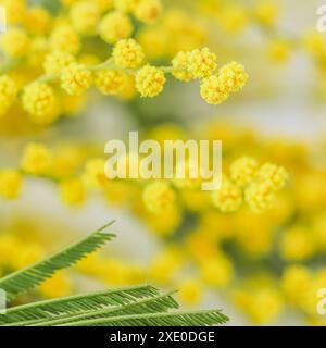 Mimosazweige auf weißem Hintergrund. Federkonzept Stockfoto