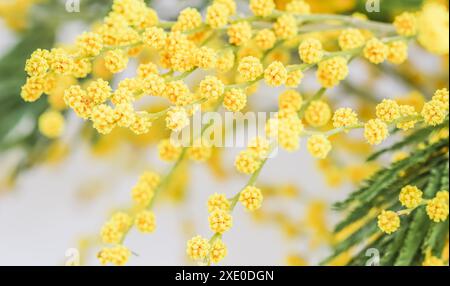 Mimosazweige auf weißem Hintergrund. Federkonzept Stockfoto