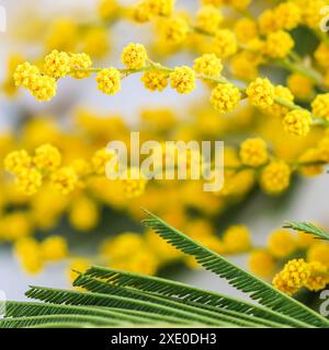 Mimosazweige auf weißem Hintergrund. Federkonzept Stockfoto