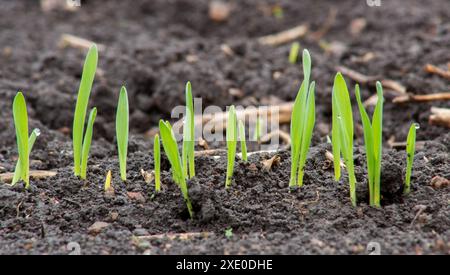 Kleine Blätter von gekeimtem Weizen oder Gerste aus dem Boden auf einem landwirtschaftlichen Feld. Stockfoto