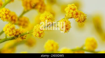 Mimosazweige auf weißem Hintergrund. Federkonzept Stockfoto