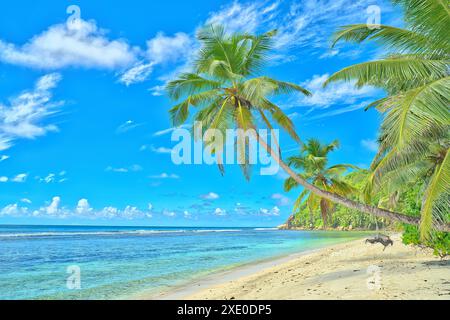 Anse Parnel Strand, blauer Himmel türkisfarbenes Wasser, Ebbe sonniger Tag, weißer Sandstrand, Kokospalmen, Mahe, Seychellen Stockfoto