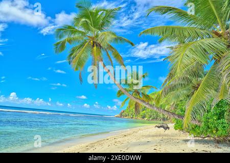 Anse Parnel Strand, blauer Himmel türkisfarbenes Wasser, Ebbe sonniger Tag, weißer Sandstrand, Kokospalmen, Mahe, Seychellen Stockfoto