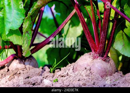 Rote Bete. Ein Wurzelgemüse im Boden. Nahaufnahme Stockfoto