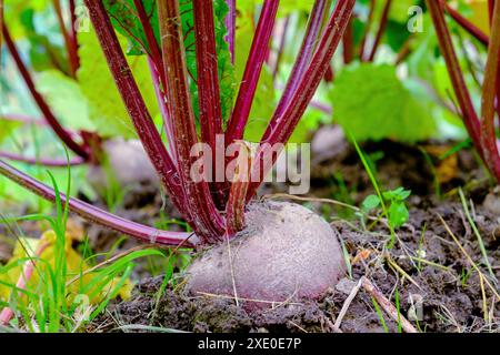 Rote Bete. Ein Wurzelgemüse im Boden. Nahaufnahme Stockfoto