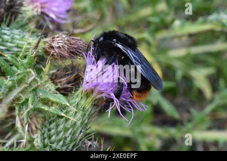 Hummel auf einer Distel Stockfoto