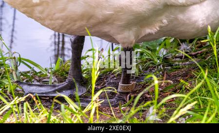 Schwan mit Vogelring auf grauem Bein, vom Ornithologen eingeläutet Stockfoto