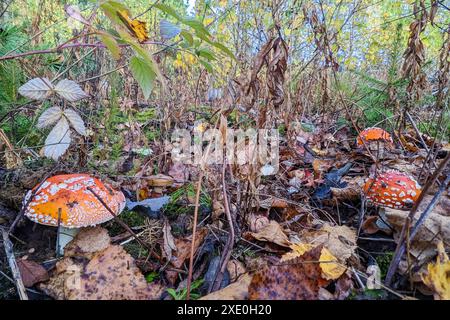 Fliegen Sie Agaren im Herbstwald. Eine Gruppe von Pilzen Stockfoto