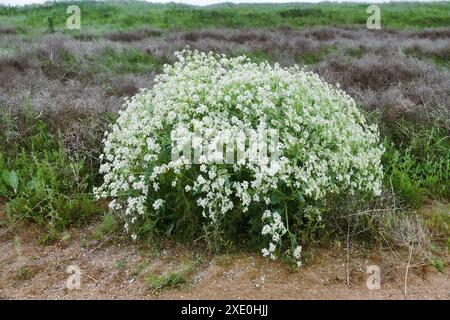 Russischer Meerkohl blüht Stockfoto