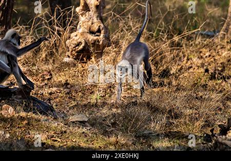 Malabar Sacred Langur oder Schwarzfuß Langur, Semnopithecus hypoleucos, in Kabini Reserve, Indien Stockfoto