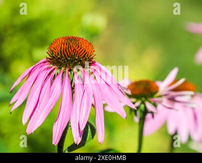 Echinacea purpurea, Blütenkäfer. Wunderschöne lila Blüten im Garten Stockfoto