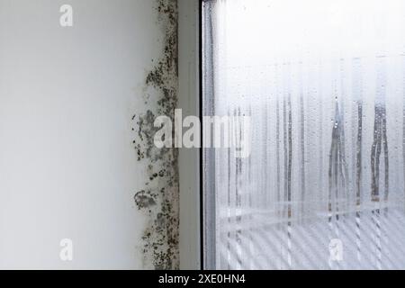 Ein nebiges Fenster und Schimmel an den Hängen. Pilz an den Wänden im Haus. Stockfoto