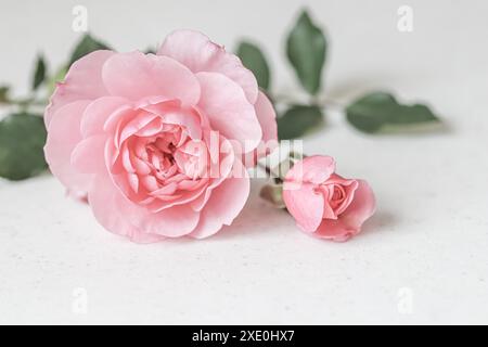 Blassrosa Rosenblume isoliert auf weißem Hintergrund. Weichzeichner Stockfoto