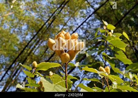 Junge Achiotenfrüchte am Baum (Bixa orellana), Rio de Janeiro, Brasilien Stockfoto