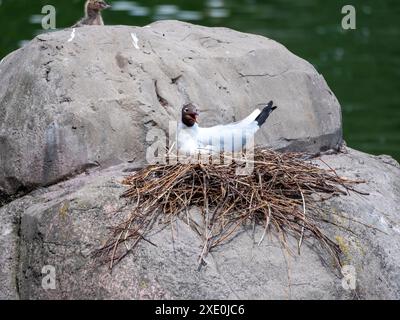 Eine Möwe sitzt auf einem Stein im Meer Stockfoto