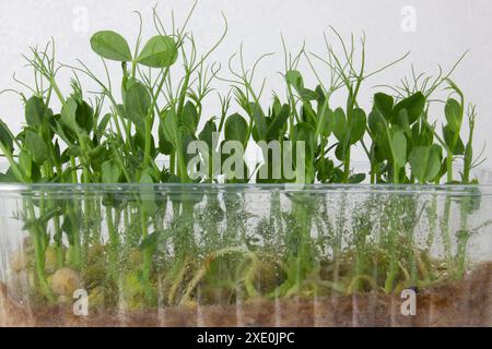 Erbsen von Mikrogrün, die in einem Kunststoffbehälter wachsen. Stockfoto