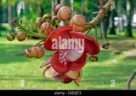 Kanonenkugelblüte und Knospen (Couroupita guianensis) in Rio de Janeiro, Brasilien Stockfoto