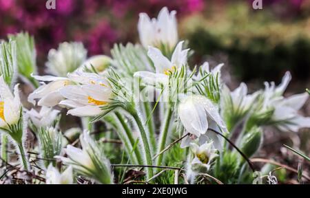 Wunderschöne weiße Seidenblumen pulsatilla alpina im Frühlingsgarten Stockfoto