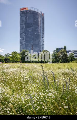 Blick vom Rheinauland auf den Postturm, Sitz des Logistikunternehmens Deutsche Post DHL Group, Bonn, Nordrhein-Westfalen Stockfoto