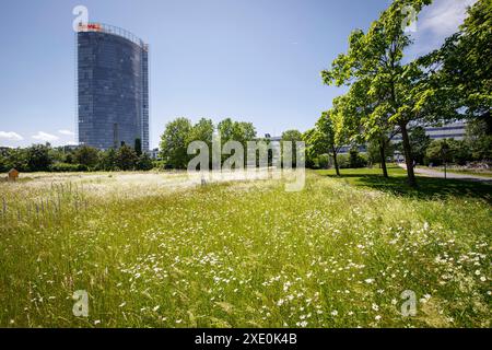 Blick vom Rheinauland auf den Postturm, Sitz des Logistikunternehmens Deutsche Post DHL Group, Bonn, Nordrhein-Westfalen Stockfoto