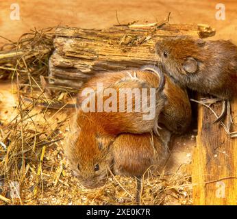 Voles kann ohne Aggression im selben Nest sein Stockfoto