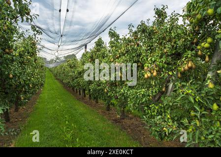 Birnenobstwiesen (Pyrus communis) geschützt durch ein Hagelnetz, Birnenreihen mit reifem Obst bereit zur Ernte, Kanton Thurgau, Schweiz Stockfoto