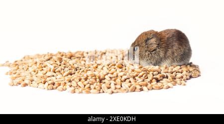 Mäuse sind bösartige Schädlinge der Landwirtschaft Stockfoto