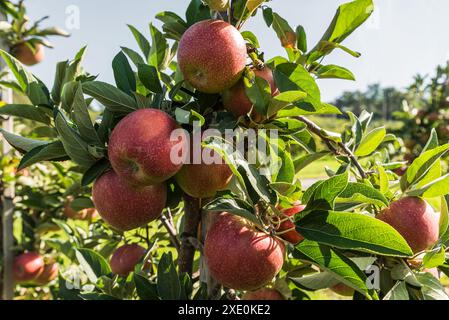 Nahaufnahme von roten Reifen Äpfeln, die auf einem Apfelbaum wachsen, frischen, saftigen Äpfeln im Obstgarten, bereit für die Ernte, Kressbronn, Baden-Württemberg, Deutschland Stockfoto