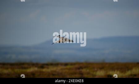 Eurasischer Brachvogel im Flug (hohe Watvögel, geschwungener Schnabel, lange dünne Beine, Frühjahrshabitat der Moorlandgebirge) - Dallow Moor, North Yorkshire, England Großbritannien. Stockfoto