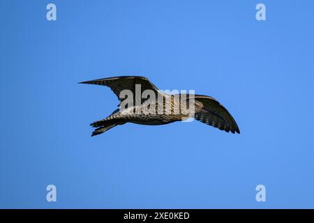 Eurasischer Brachvogel im Flug (hohe Watvögel, geschwungener Schnabel, Kopf und Körper, in der Frühlingssonne in der Luft) - Dallow Moor, North Yorkshire, England, Großbritannien. Stockfoto