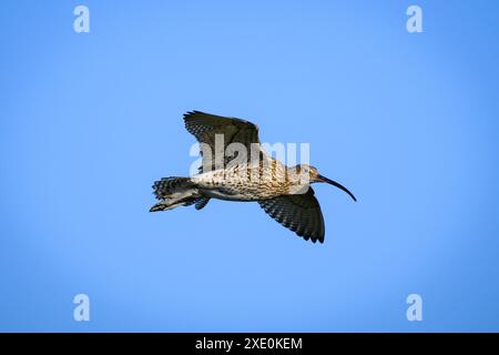 Eurasischer Brachvogel im Flug (hohe Watvögel, geschwungener Schnabel, Kopf und Körper, in der Frühlingssonne in der Luft) - Dallow Moor, North Yorkshire, England, Großbritannien. Stockfoto