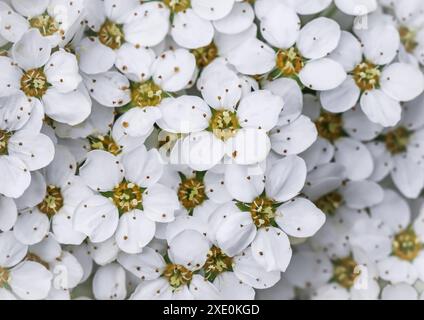 Hintergrund der weißen Blüten. Thunberger Spirea-Busch in Blüte. Stockfoto