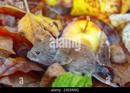 Voles ernähren sich von Äpfeln im Garten Stockfoto