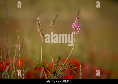 Eine Nahaufnahme einer hübschen Esparsfoinsblume in der Landschaft von Sussex, mit einer geringen Tiefe des Feldes Stockfoto