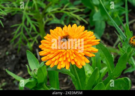 Calendula officinalis „Orangenkönig“ eine orangene Frühlingssommerpflanze, die im Sommer jährlich mit Doppelblumen bestückt ist und auch als Ringelblume bekannt ist, Stockfoto Stockfoto