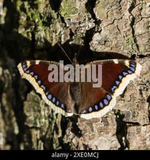 Trauermantel in der Sonne auf einem Baum Stockfoto