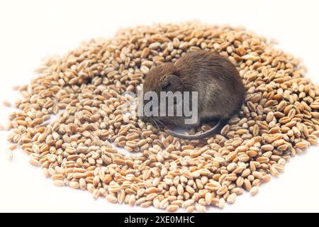 Mäuse sind bösartige Schädlinge der Landwirtschaft Stockfoto