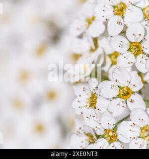 Hintergrund der weißen Blüten. Thunberger Spirea-Busch in Blüte. Stockfoto