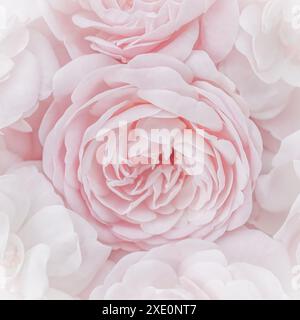 Blassrosa Rosen. Weichzeichner. Makroblumen Hintergrund für Feiertagsgestaltung. Stockfoto