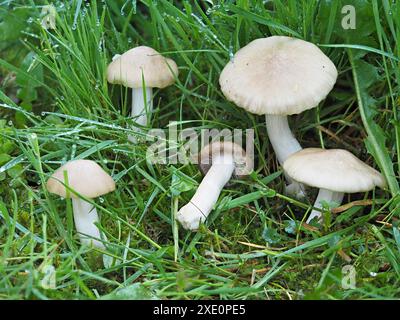 Schildpilz, Entoloma cypleatum Stockfoto