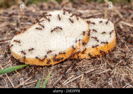 Die Ameisen essen Brot auf dem Zementboden Stockfoto