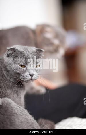 Wunderschöne gestreifte graue Katze. Eine Hauskatze liegt auf dem Sofa. Stockfoto