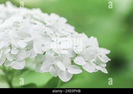 Weiße Hortensie in der Blüte. Weiße Blumen auf grünem Hintergrund Stockfoto