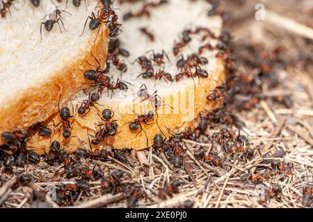 Makrobild mit vielen Ameisen, die sich auf einer Scheibe Brot befinden und beginnen, davon zu essen, um im Winter Nahrung zu bekommen. Große rote Ameisen zeigen die Stockfoto