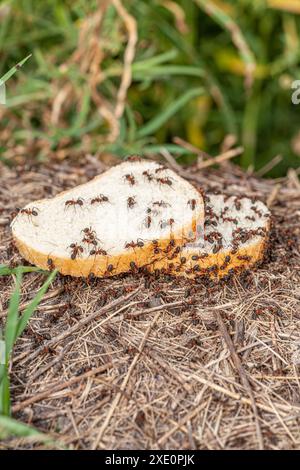 Makrofoto von Blattschneiderameisen auf einem Stück Brot Stockfoto