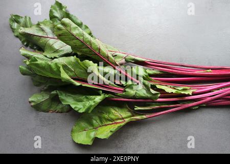 Junge rote Bete Blätter Stockfoto